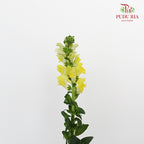 Snapdragon Yellow - Pudu Ria Florist Southern