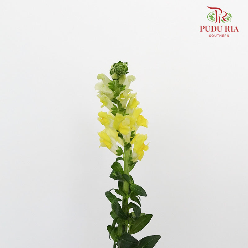 Snapdragon Yellow - Pudu Ria Florist Southern