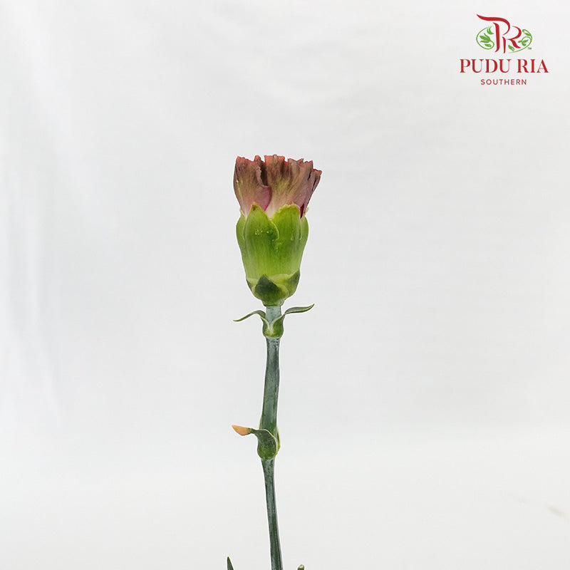 Carnation St Lava 18-20 Stems - Pudu Ria Florist Southern