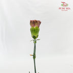 Carnation St Lava 18-20 Stems - Pudu Ria Florist Southern