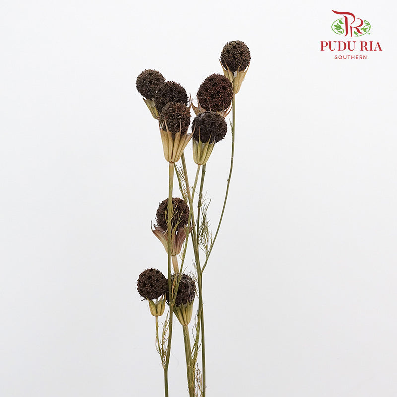 Dry Lulu Tong - Brown - Pudu Ria Florist Southern