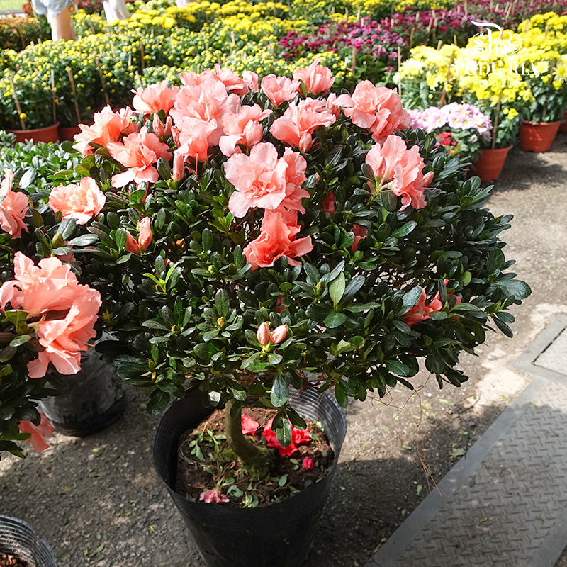 Azalea Round Big 杜鹃花(大盆) - Pudu Ria Florist Southern