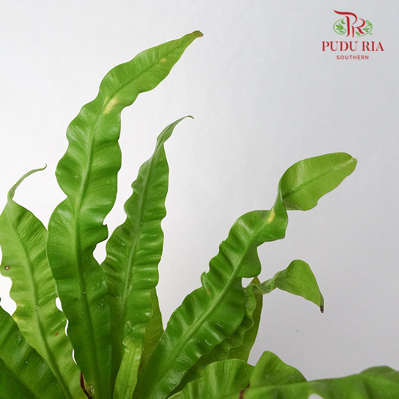Asplenium Crispy Wave - Pudu Ria Florist Southern