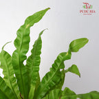Asplenium Crispy Wave - Pudu Ria Florist Southern