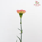 Carnation St Yellow/Red 18-20 Stems - Pudu Ria Florist Southern