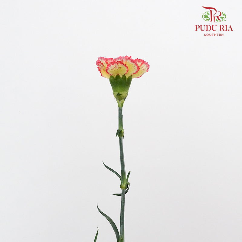 Carnation St Yellow/Red 18-20 Stems - Pudu Ria Florist Southern