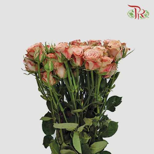 Rose Spray Premium Cappuccino (8-10 Stems) - Pudu Ria Florist Southern