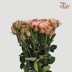 Rose Spray Premium Cappuccino (8-10 Stems) - Pudu Ria Florist Southern