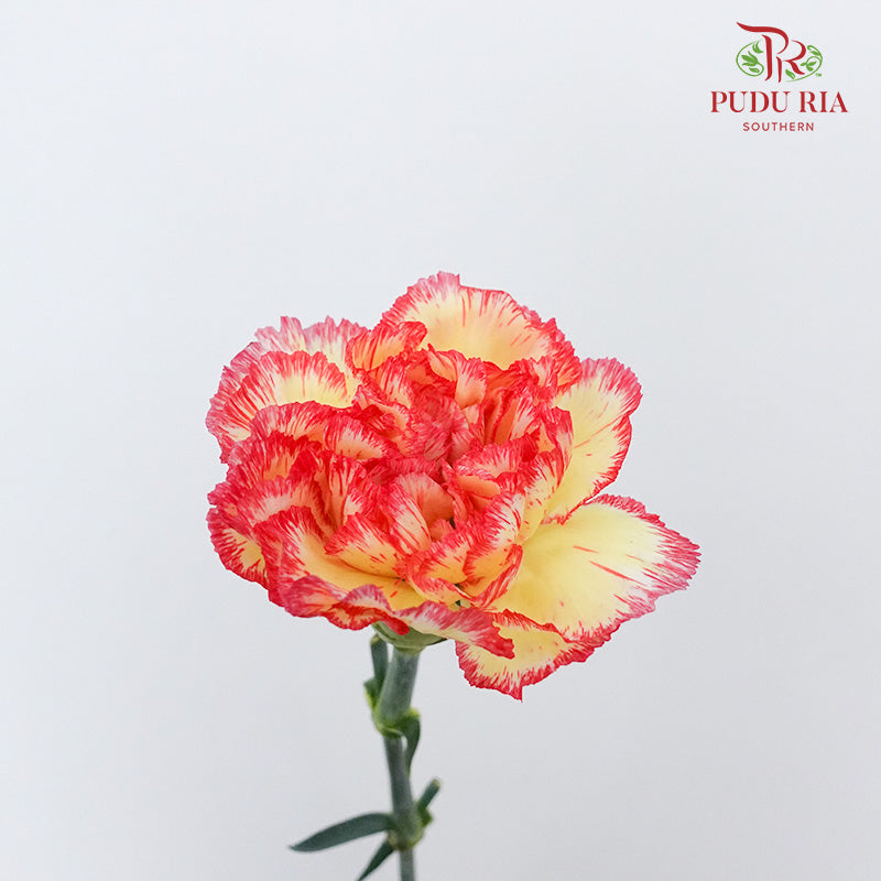 Carnation St Yellow/Red 18-20 Stems - Pudu Ria Florist Southern