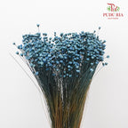Dry Star Flower Soft Blue - Offer Item - Pudu Ria Florist Southern