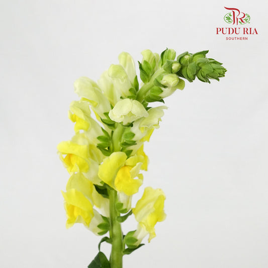Snapdragon Yellow - Pudu Ria Florist Southern