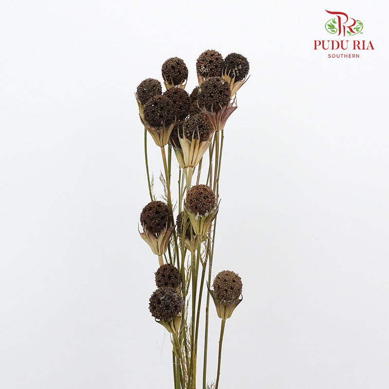 Dry Lulu Tong - Brown - Pudu Ria Florist Southern