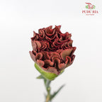 Carnation St Lava 18-20 Stems - Pudu Ria Florist Southern