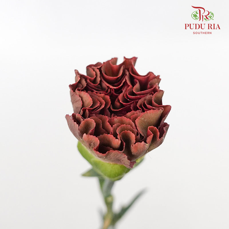 Carnation St Lava 18-20 Stems - Pudu Ria Florist Southern