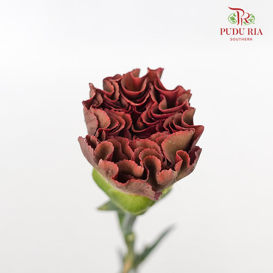 Carnation St Lava 18-20 Stems - Pudu Ria Florist Southern
