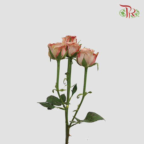Rose Spray Premium Cappuccino (8-10 Stems) - Pudu Ria Florist Southern