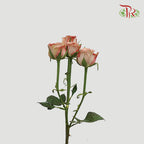 Rose Spray Premium Cappuccino (8-10 Stems) - Pudu Ria Florist Southern
