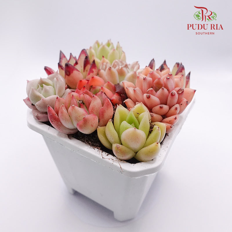 Succulent Mixed Hybrid Combination 七彩杂交组合 - Pudu Ria Florist Southern