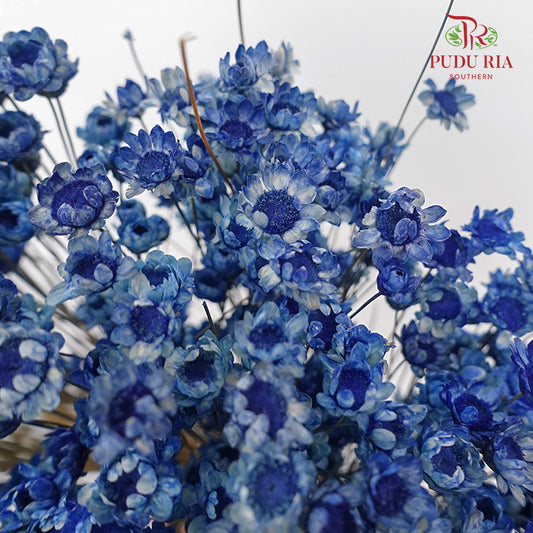 Dry Star Flower Blue - Offer Item - Pudu Ria Florist Southern