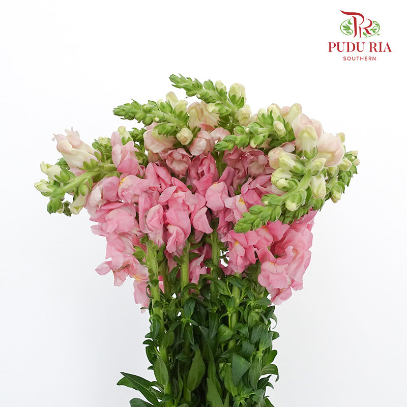 Snapdragon Pink - Pudu Ria Florist Southern