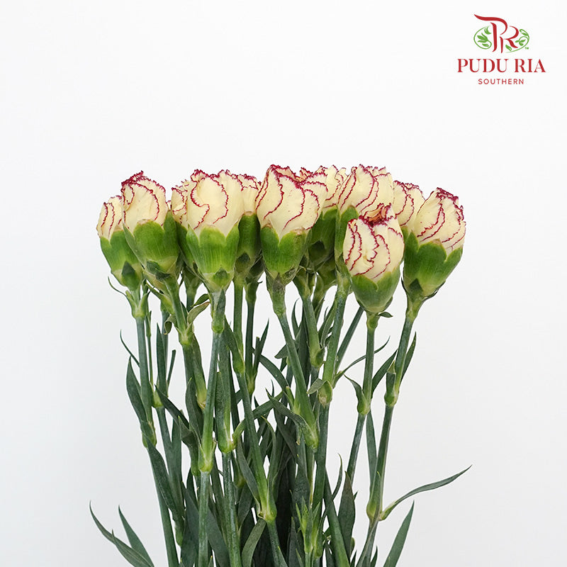 Carnation St Morning Sunlight 18-20 Stems - Pudu Ria Florist Southern