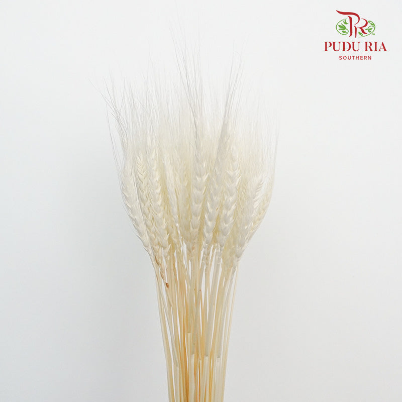 Dry Wheatgrass - White - Pudu Ria Florist Southern