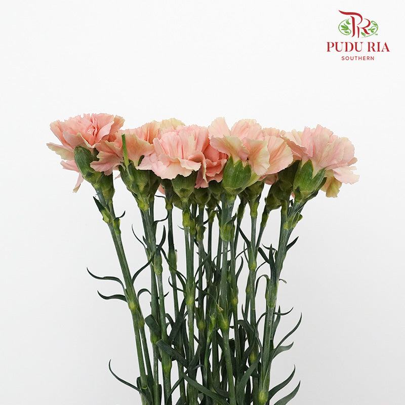 Carnation St Honey 18-20 Stems - Pudu Ria Florist Southern