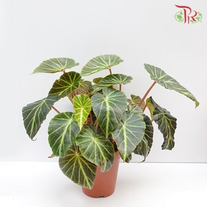 Begonia Chingipengii - Pudu Ria Florist Southern