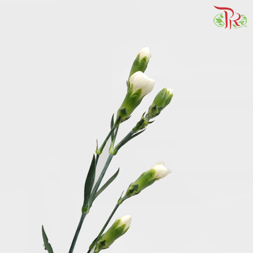 Carnation Spray White (18-20 Stems) - Pudu Ria Florist Southern