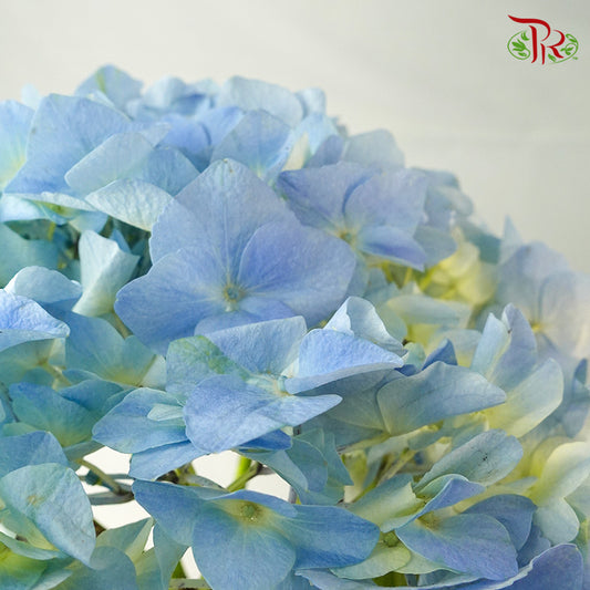 Hydrangea Light Blue / Per Stem - Pudu Ria Florist Southern