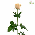 Rose Champagne (19-20 Stems) - Pudu Ria Florist Southern