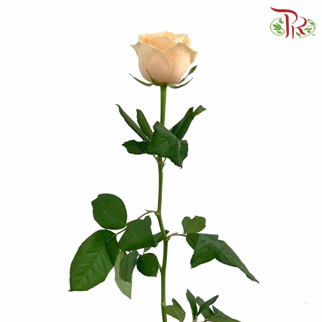 Rose Champagne (19-20 Stems) - Pudu Ria Florist Southern