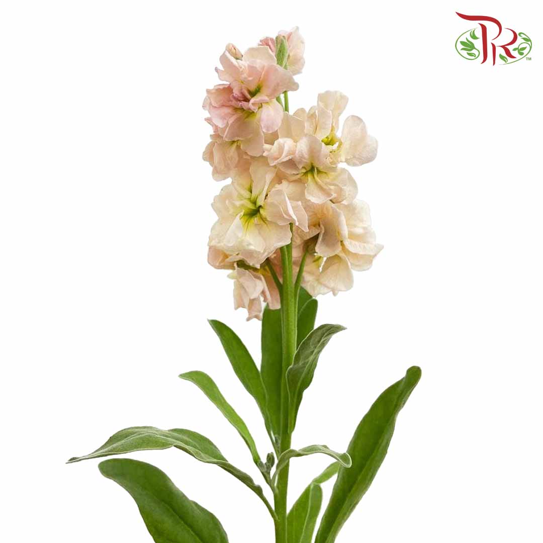 Matthiola Champagne (Per Bundle) - Pudu Ria Florist Southern