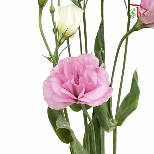 Eustoma Pink (12-15 Stems) - Pudu Ria Florist Southern