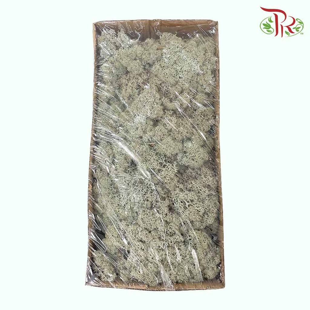 Dried Moss Reindeer - Grey - Pudu Ria Florist Southern