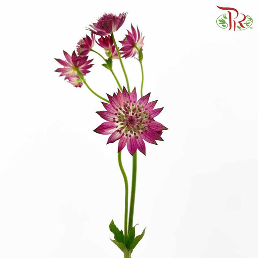 Astrantia (Purple) - Pudu Ria Florist Southern