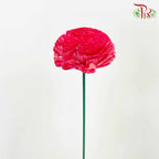 Dry Aeschynomene Aspera - Red - Pudu Ria Florist Southern