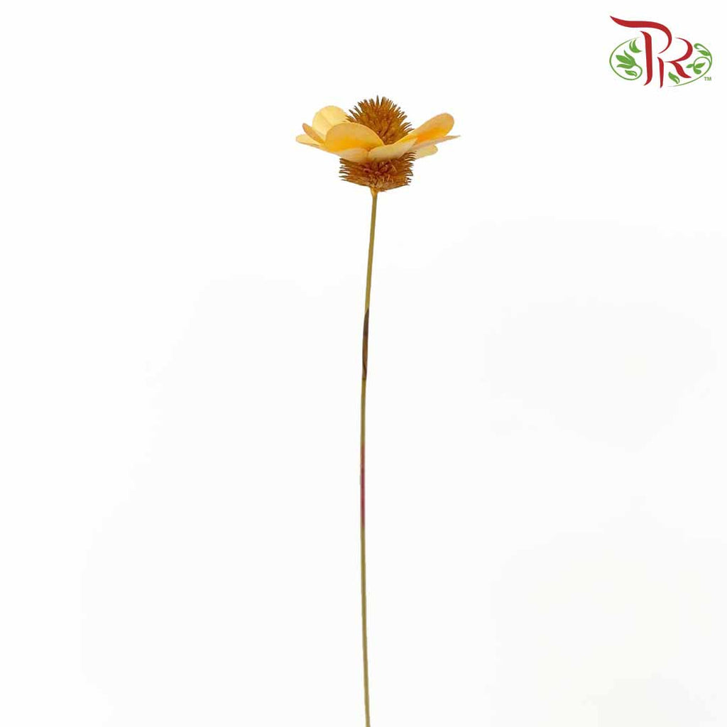 Dry Stella Luna - Orange - Pudu Ria Florist Southern