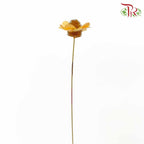 Dry Stella Luna - Orange - Pudu Ria Florist Southern