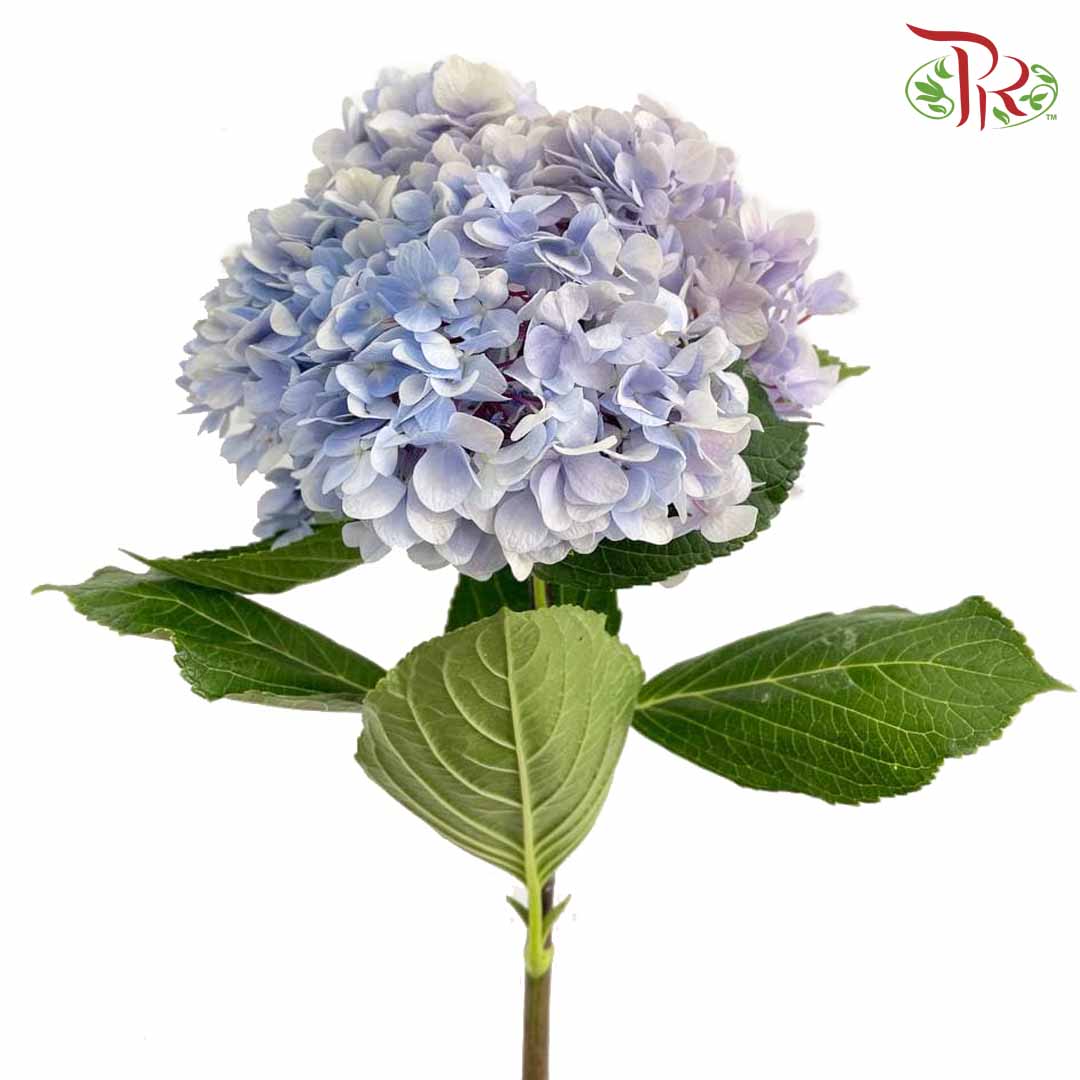 Hydrangea Light Blue / Per Stem - Pudu Ria Florist Southern