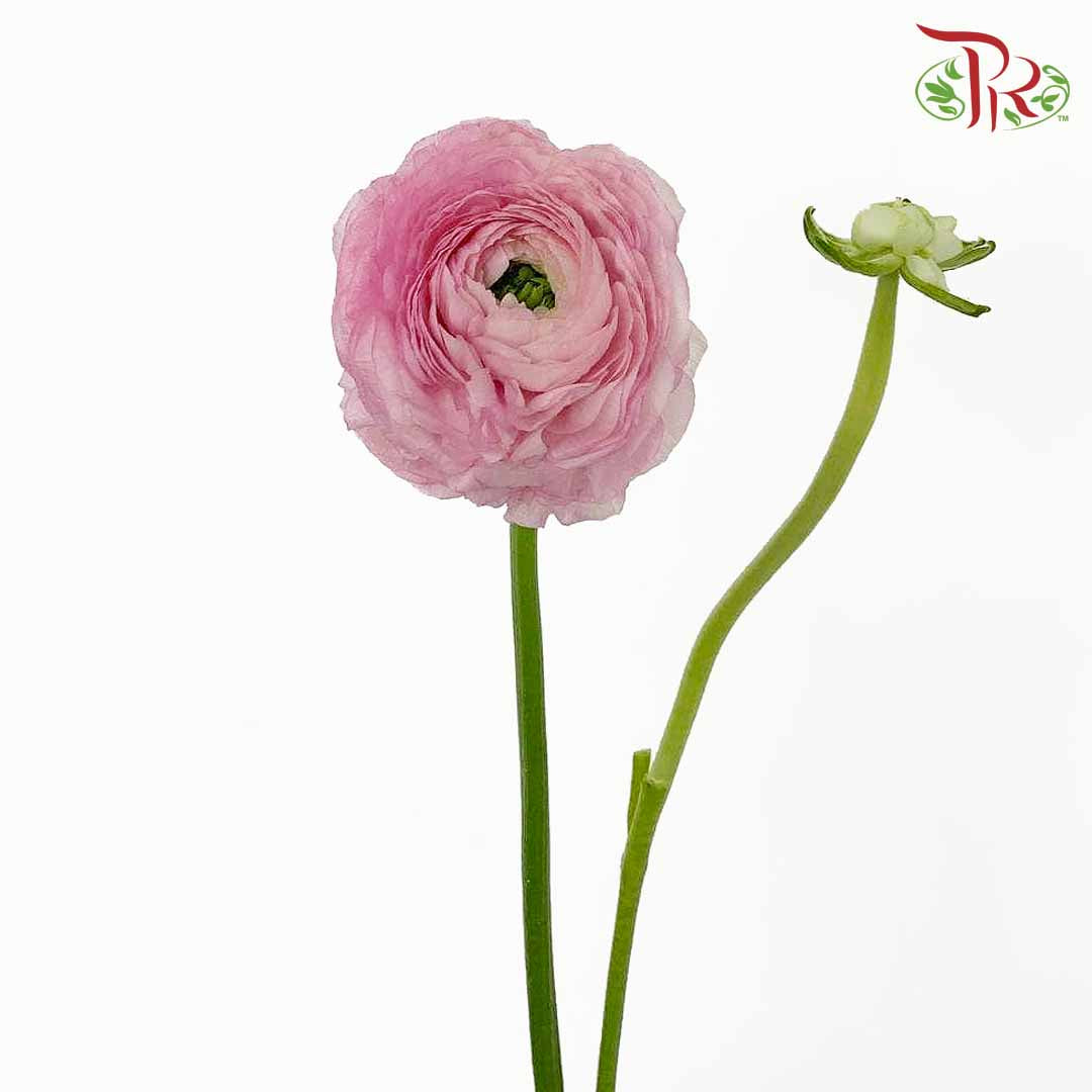 Ranunculus Pink (5 Stems) - Pudu Ria Florist Southern