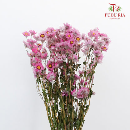 Dry Rubia - Pink - Pudu Ria Florist Southern