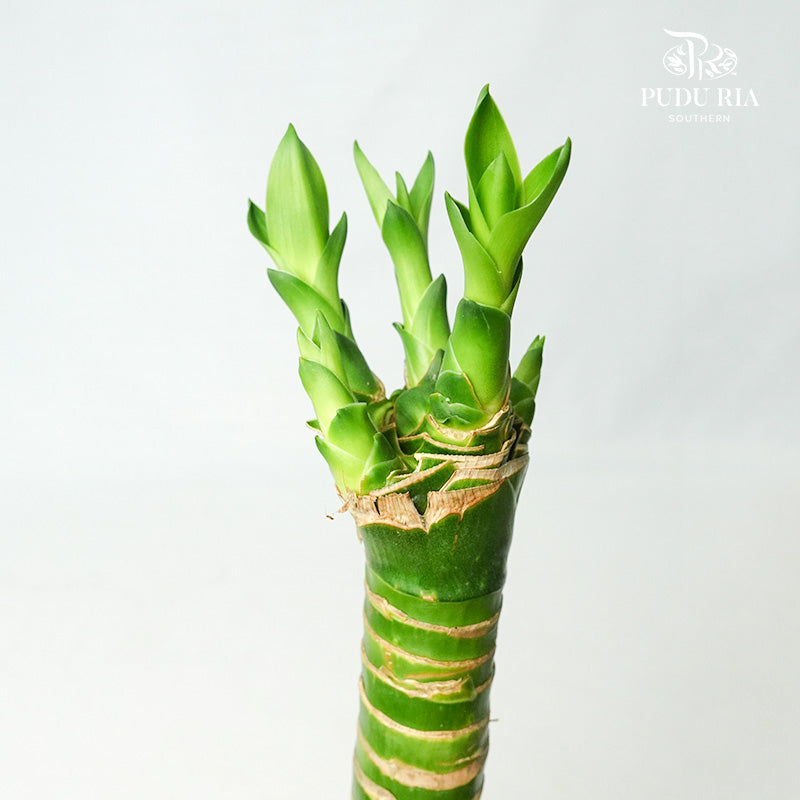 Dragon Head Bamboo 50CM - 龙头竹 - Pudu Ria Florist Southern