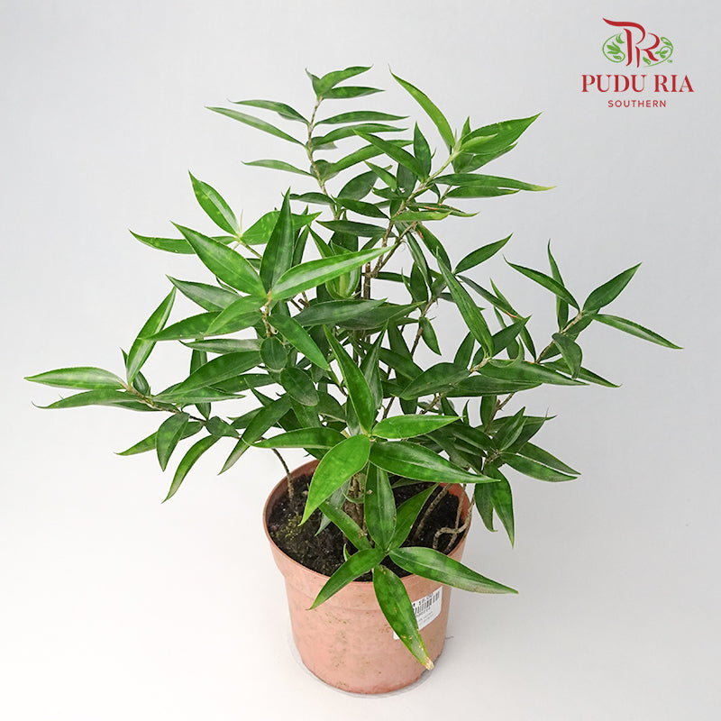 Dracaena Surculosa Dwarf - Pudu Ria Florist Southern