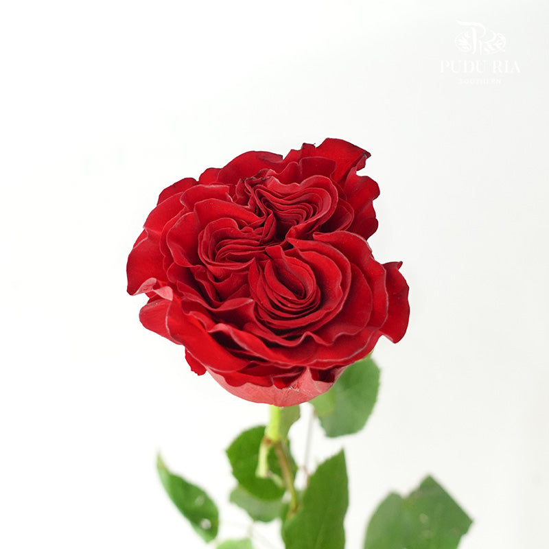 Rose Heart (8-10 Stems) - Pudu Ria Florist Southern
