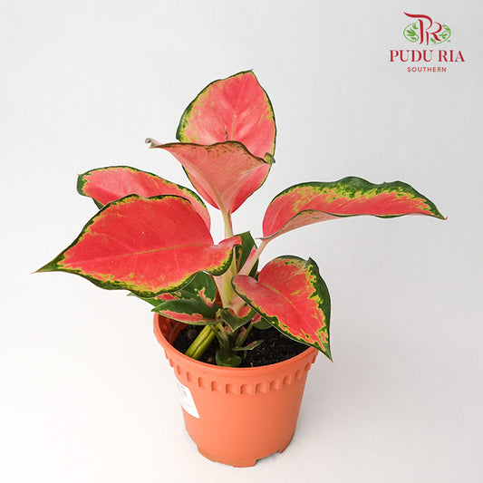 Aglaonema Eastern Pink - Pudu Ria Florist Southern