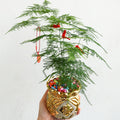 CNY Pot Plant Arrangement 文竹 - Pudu Ria Florist Southern