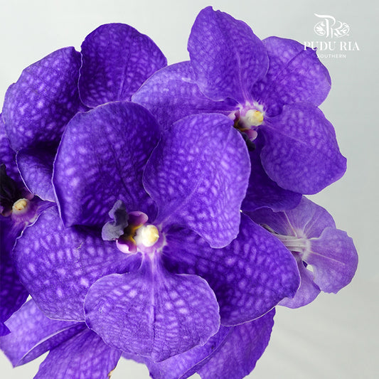 Vanda Orchid Blue - per stem - Pudu Ria Florist Southern