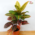 Codiaeum Croton - Pudu Ria Florist Southern