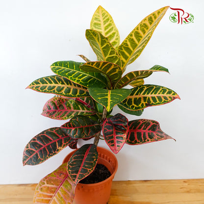 Codiaeum Croton - Pudu Ria Florist Southern